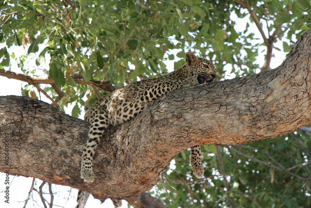 Obraz premium a lepard on a tree