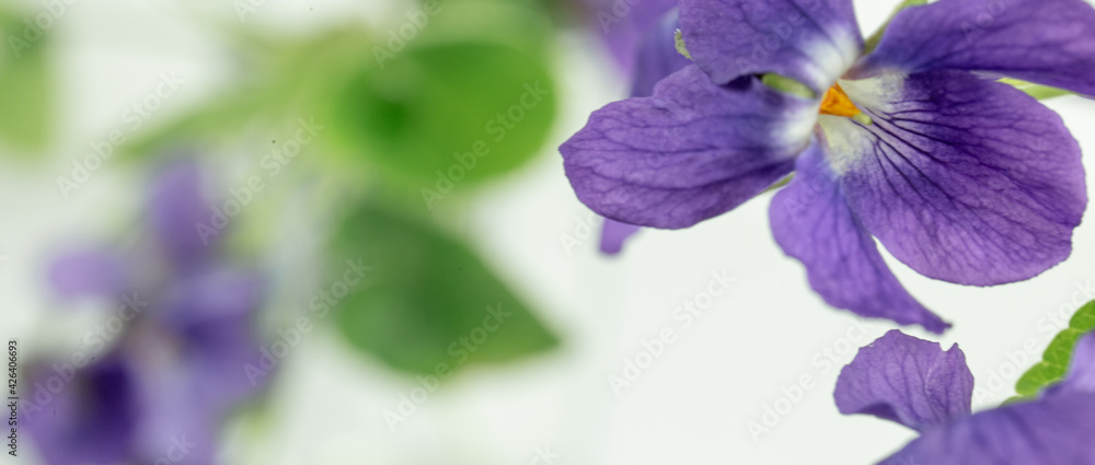 Violet close up of nature view green leaf on blurred greenery background with bokeh and copy space using as background natural plants, ecology wallpaper or cover concept.