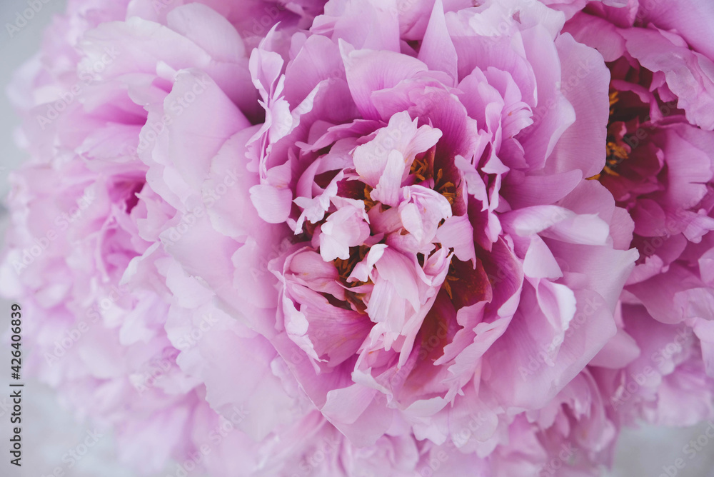 Heap of beautiful fresh pink blooming peonies with fluffy petals, close up. Floral spring or summer texture for background.