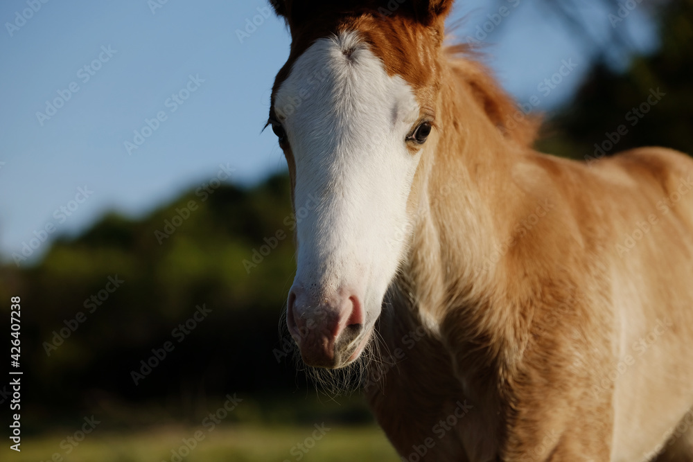 portrait of a baby horse close up, foal face portrait of a baby horse close up, foal face