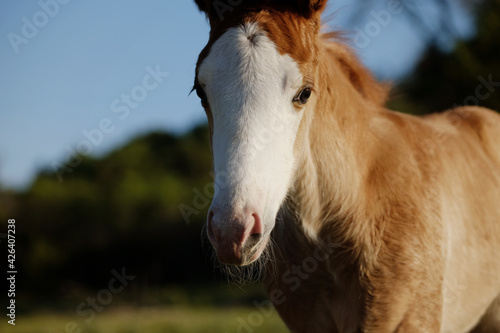 portrait of a baby horse close up, foal face