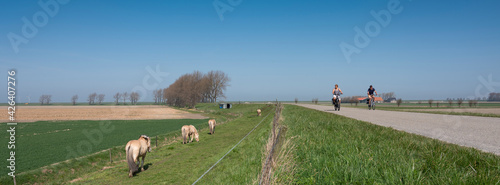 horses graze near country road with people on bicycle on island of noord beveland in dutch province of zeeland in the netherlands photo