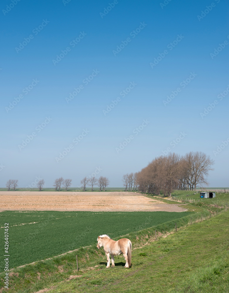 horses graze near country road on island of noord beveland in dutch province of zeeland in the netherlands horses graze near country road on island of noord beveland in dutch province of zeeland in the netherlands