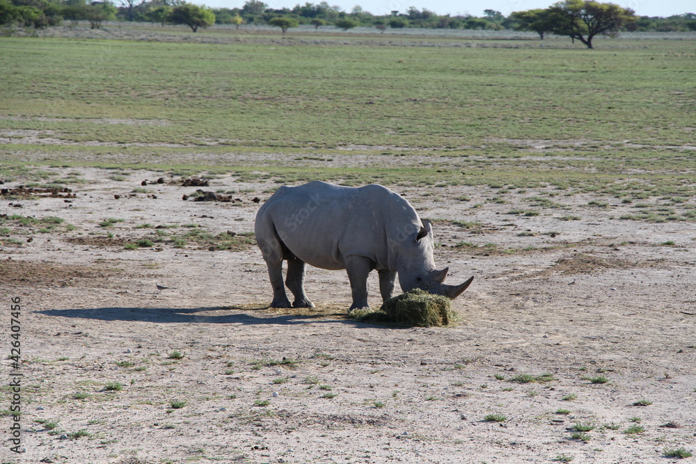 Obraz premium a rhino eating grass
