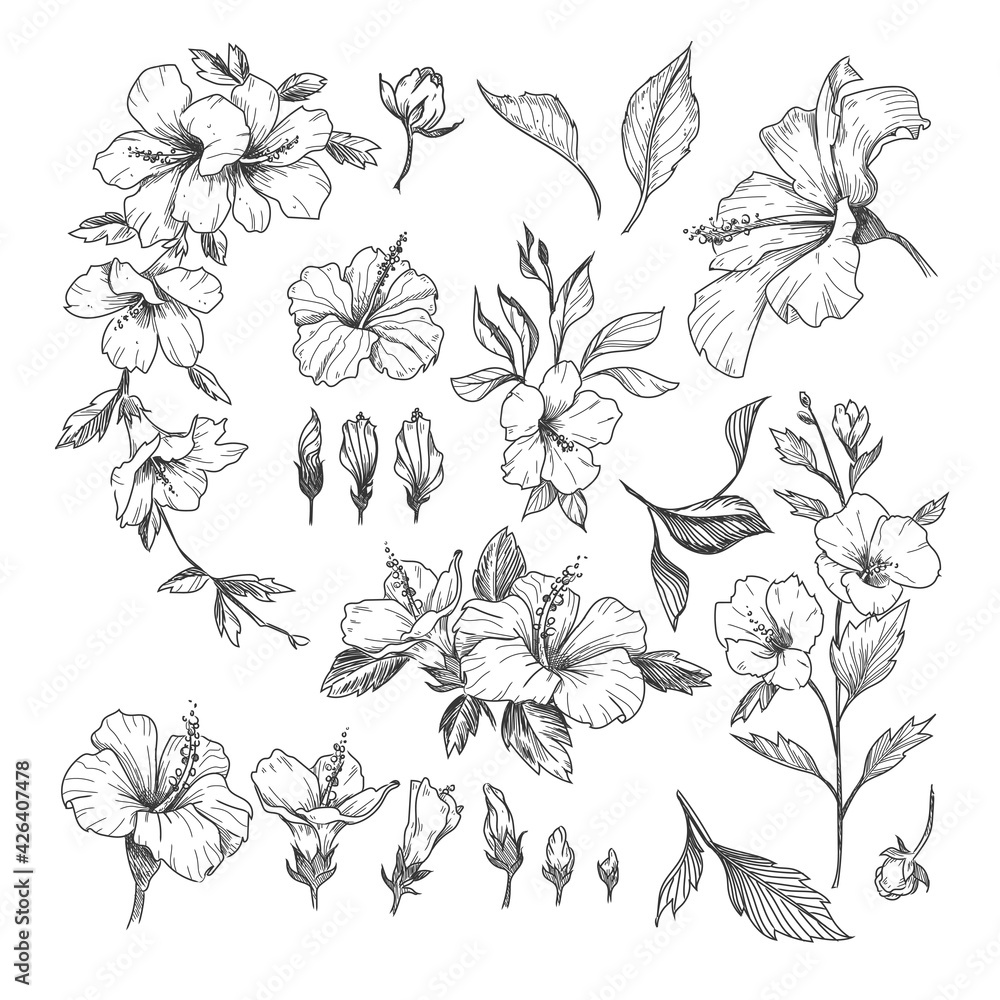 Hibiscus engraved illustrations set. Hand drawn sketch of exotic hibiscus  flower, floral outline design isolated on white background. Hawaii, flowers,  decoration concept Stock Vector | Adobe Stock