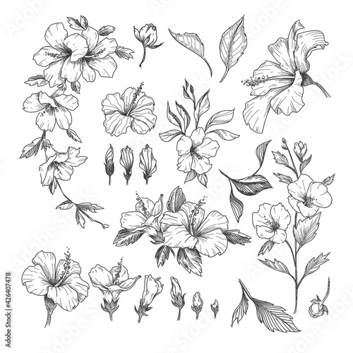 Hibiscus engraved illustrations set. Hand drawn sketch of exotic hibiscus flower, floral outline design isolated on white background. Hawaii, flowers, decoration concept