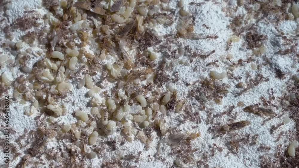 Red ants food of the Asian people Ants preparing for food, up close within the ant's nest. Red ants food of the Asian people Ants preparing for food, up close within the ant's nest.