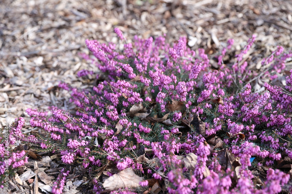 Obraz premium bunch of lavender