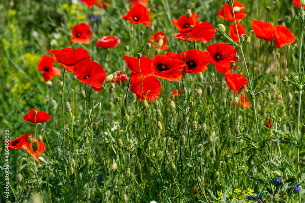 Naklejka premium Red poppy flowers on a green meadow