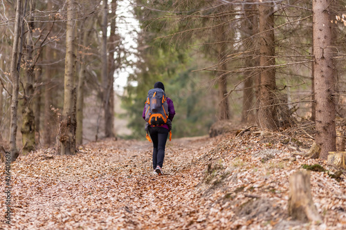 Woman with backpack traveling in forest. Female walks in mountains. Rear view.