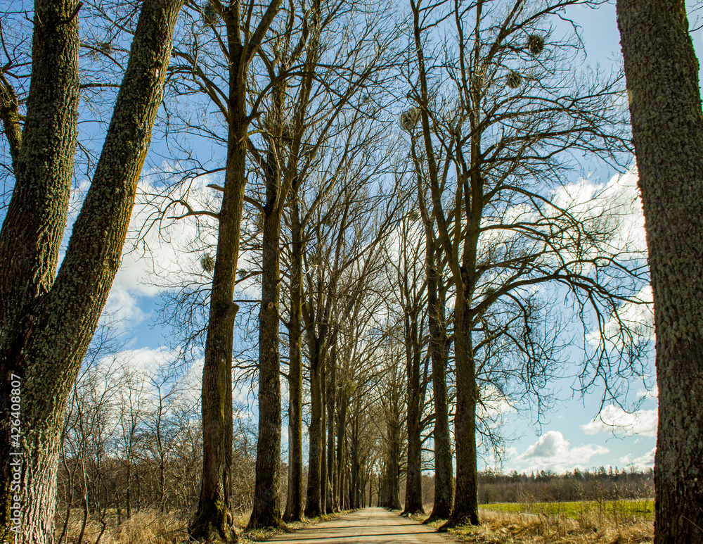 road with trees to the forest road with trees to the forest