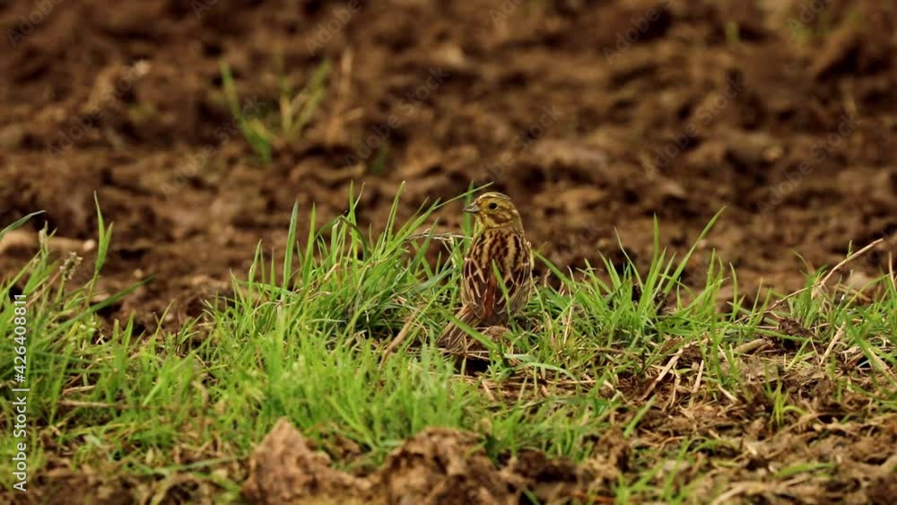 A female Yellow hammer bird. Scientific name emberiza citrinella. Footage demonstrates how well female is camouflaged. A female Yellow hammer bird. Scientific name emberiza citrinella. Footage demonstrates how well female is camouflaged.