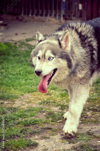  Happy Siberian husky dog outdoor on green grass 