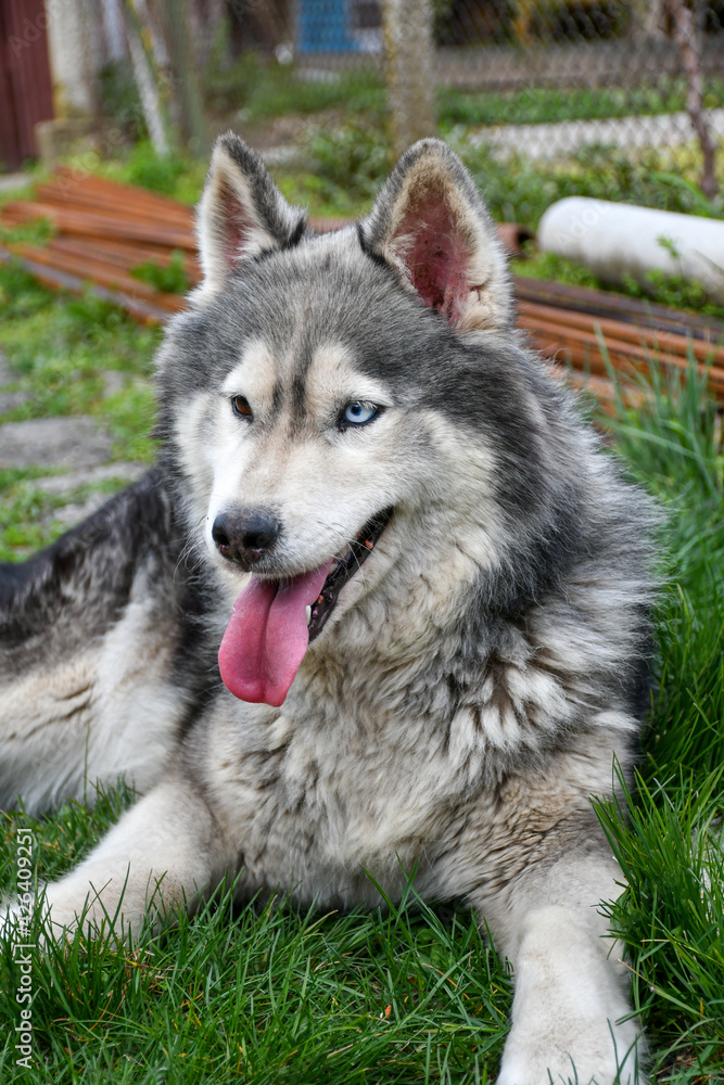 Happy Siberian husky dog outdoor on green grass Happy Siberian husky dog outdoor on green grass