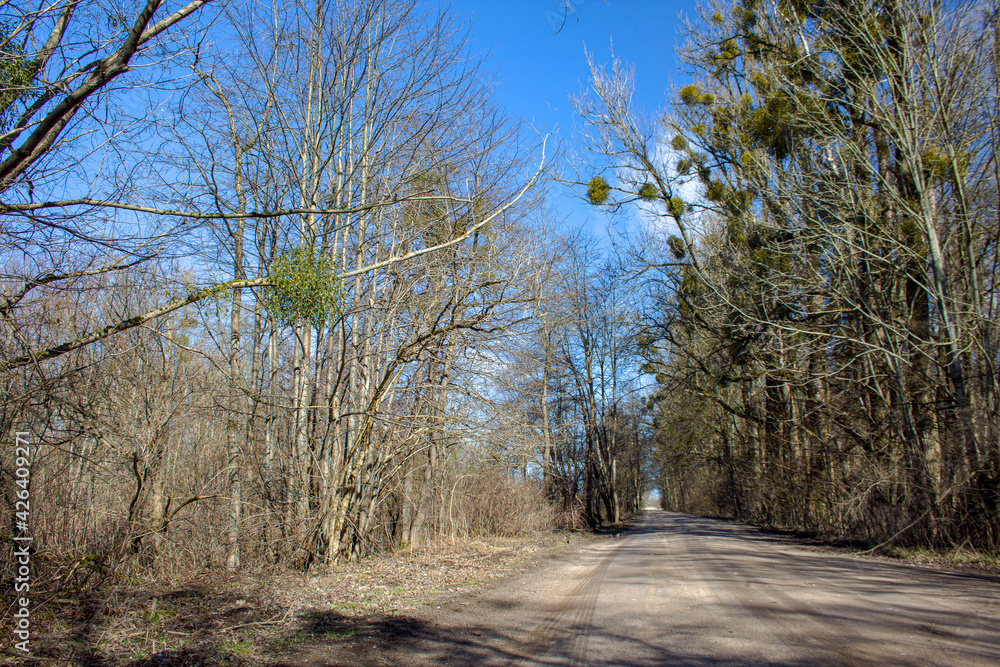 Fototapeta premium road with trees to the forest 