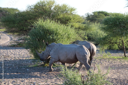 two rhinos in a national park in botswana