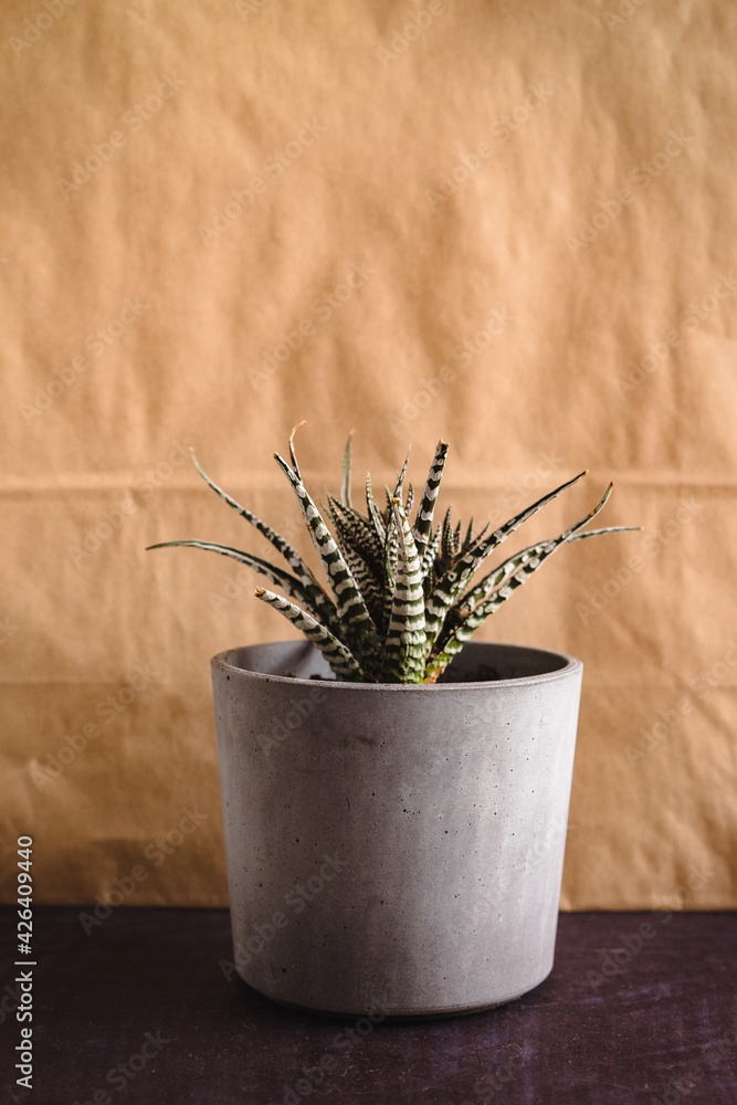 Potted Plants On Table Against craft paper background Potted Plants On Table Against craft paper background