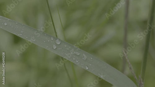 close-up of dew on the grass
