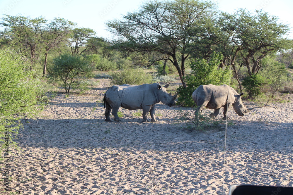 two rhinos in a national park in botswana two rhinos in a national park in botswana