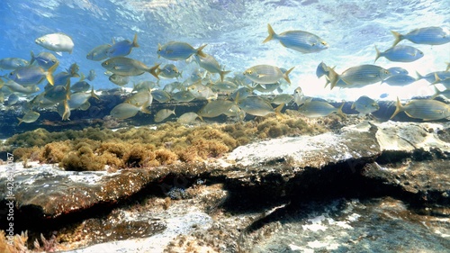 Beautiful Schools of fish in the shallow waters of the Atlantic ocean.  © Johan