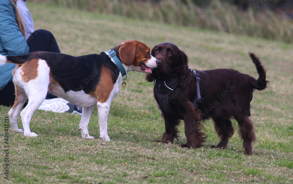 Two dogs playing in Sydney Park as their owners watch on. Beagle and Brown Cocker Spaniel
