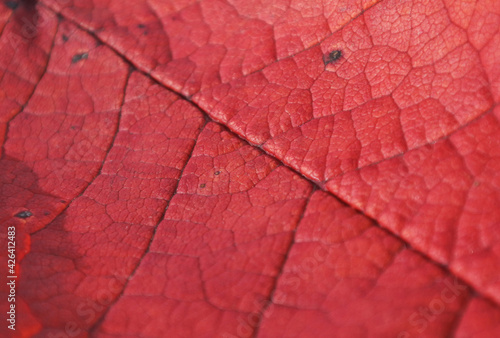 Red leaf from a tree in autumn. Texture. Macro.