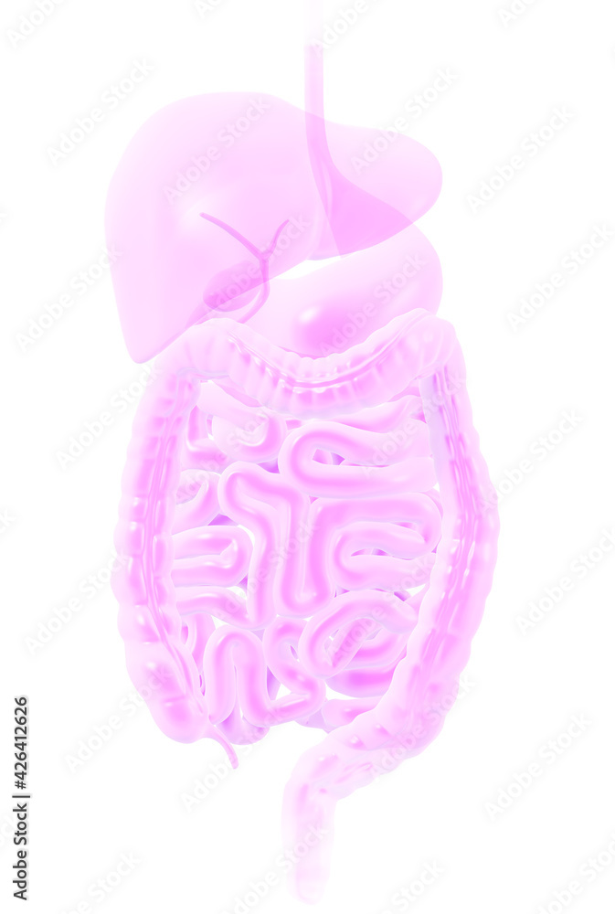 Digestive system and vagus nerve Stock Illustration Adobe Stock