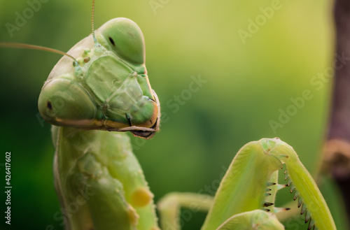 Hierodula Patellifera Gottesanbeterin Makroaufnahme photo