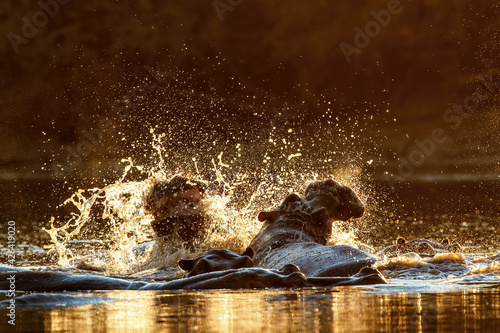 hippopotamus fighting and making water spray with back lit during sunset in a pool in Mana Pools National Park in Zimbabwe