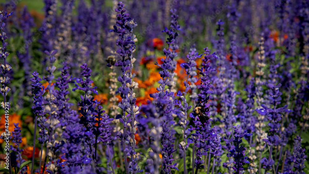 Obraz premium Close up view of a field of purple and orange flowers in full summer bloom