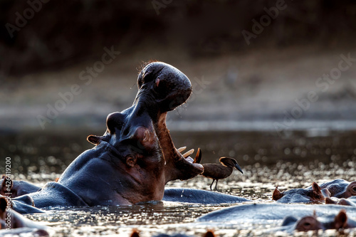 Wallpaper Mural hippopotamus yawning with back lit during sunset  in a pool in Mana Pools Nation