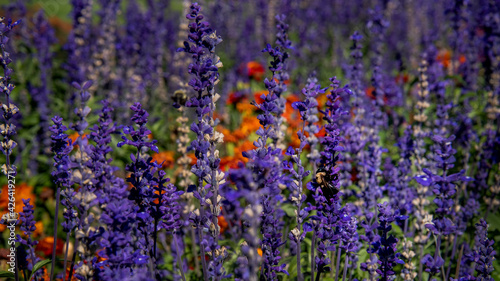 Close up view of a field of purple and orange flowers in full summer bloom