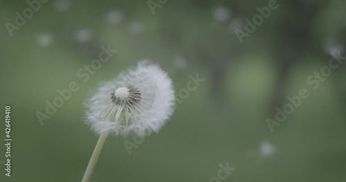 The wind blows away the dandelion seeds. Slow motion video