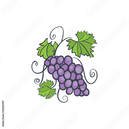 Grapes color illustration. A vine with leaves. Bunches of grapes sketch