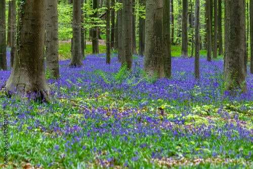 Springtime scene of the Hallerbos with beautiful carpet of blooming wild hyacinth flowers