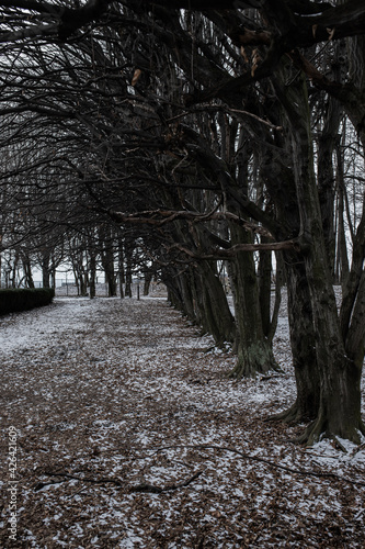 winter in the dark forest