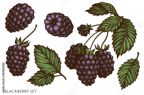 Vector set of hand drawn colored blackberry