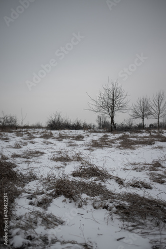 winter landscape field