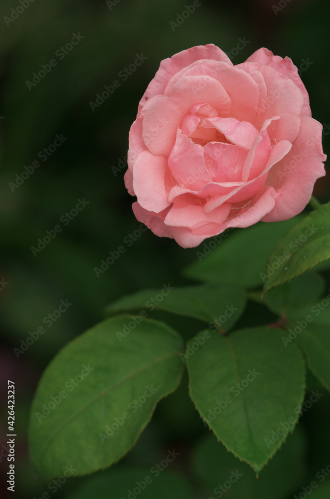 Rose close-up with blurred background Rose close-up with blurred background