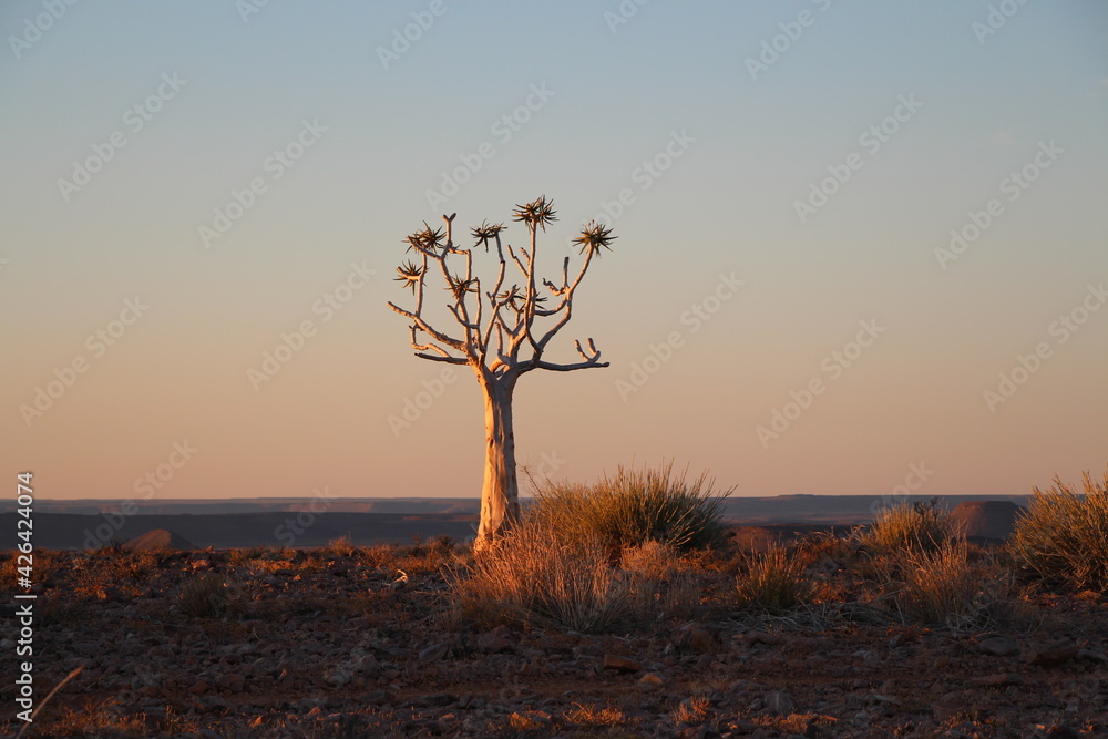 Fototapeta premium sunset with quiver tree in the foregound