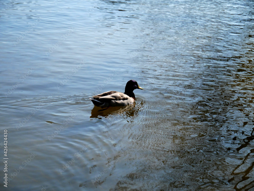 Canard nageant paisiblement dans un étang, sous la lumière de fin de journée Canard nageant paisiblement dans un étang, sous la lumière de fin de journée