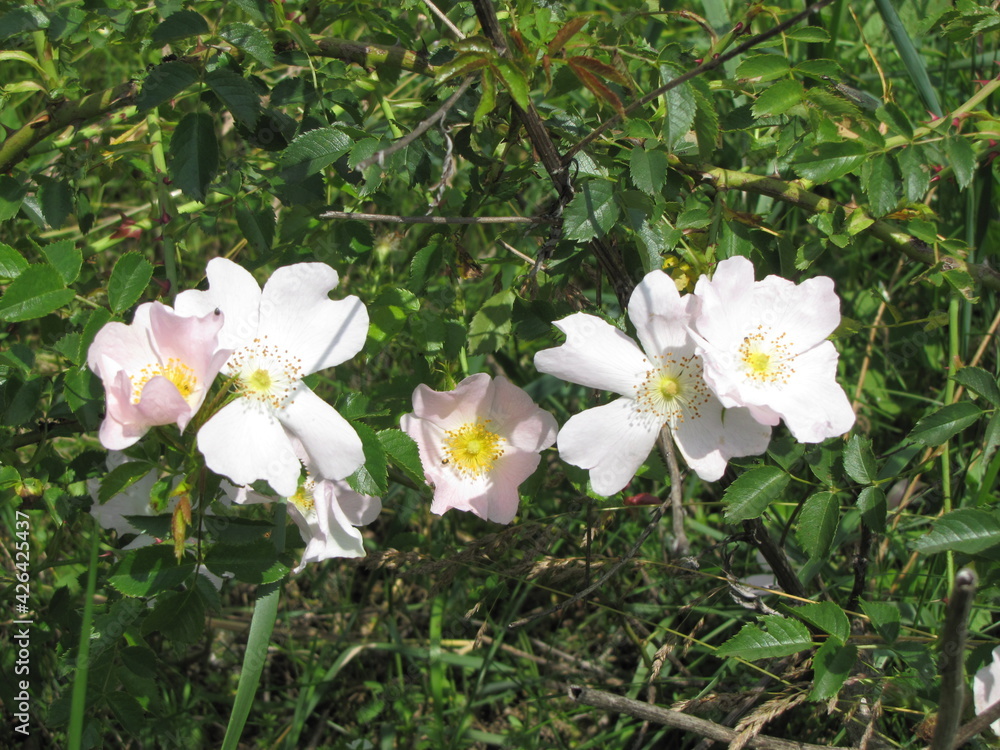 white flowers, on a light green meadow, warm summer, eye-catching white flowers, on a light green meadow, warm summer, eye-catching