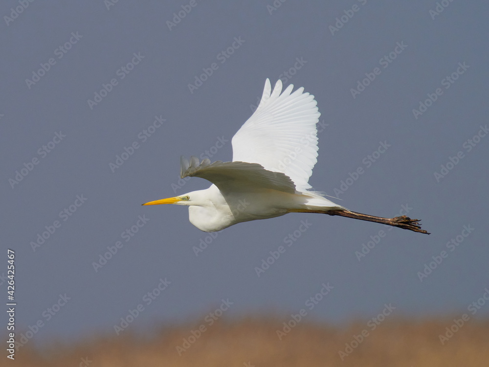big white egret flying (ardea alba) big white egret flying (ardea alba)