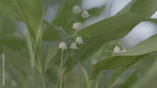 A close up of a lily of the valley. Slider