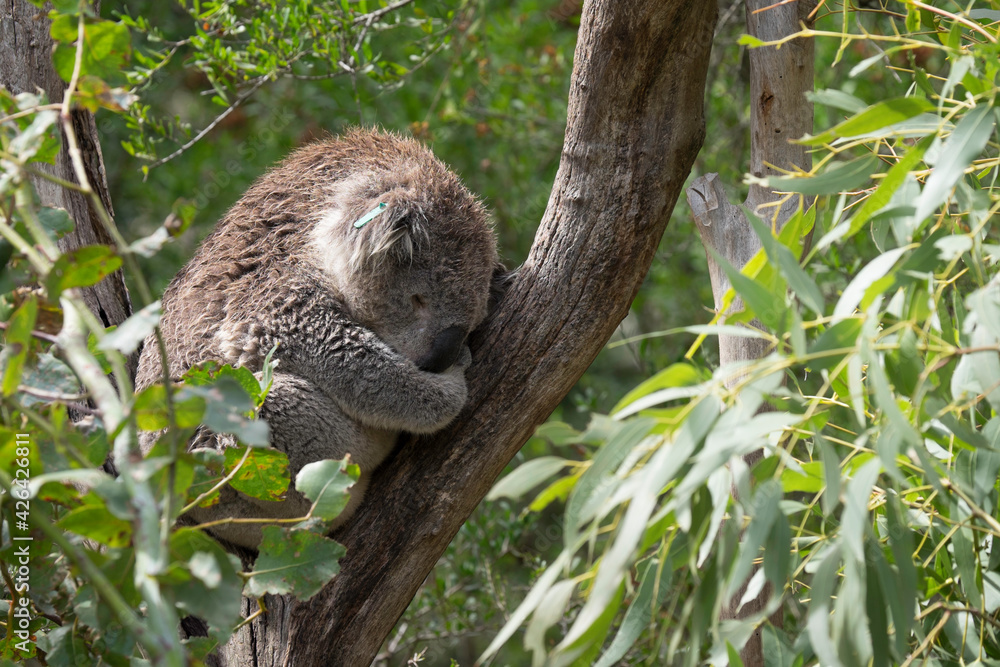 Obraz premium Koala resting and sleeping on a tree. The koala (Phascolarctos cinereus) is an arboreal herbivorous marsupial native to Australia