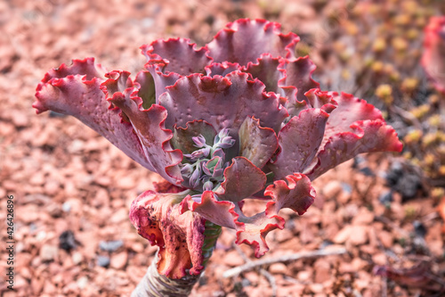 echeverias, rosette, drought tolerant, pink, growth, blossom, beauty, flora, echeveria, bright, fleshy, bloom, leaves, echeveria gibbiflora, desert, botany, beautiful, area, australia, background, clo photo