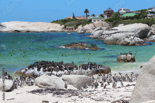 penguins in simons town in south africa