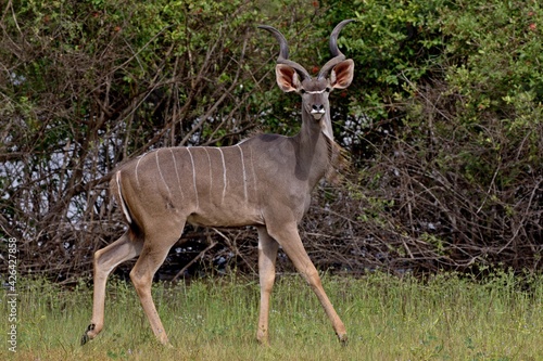 Greater Kudu (Tragelaphus strepsiceros). Nyerere National Park. Tanzania. Africa.