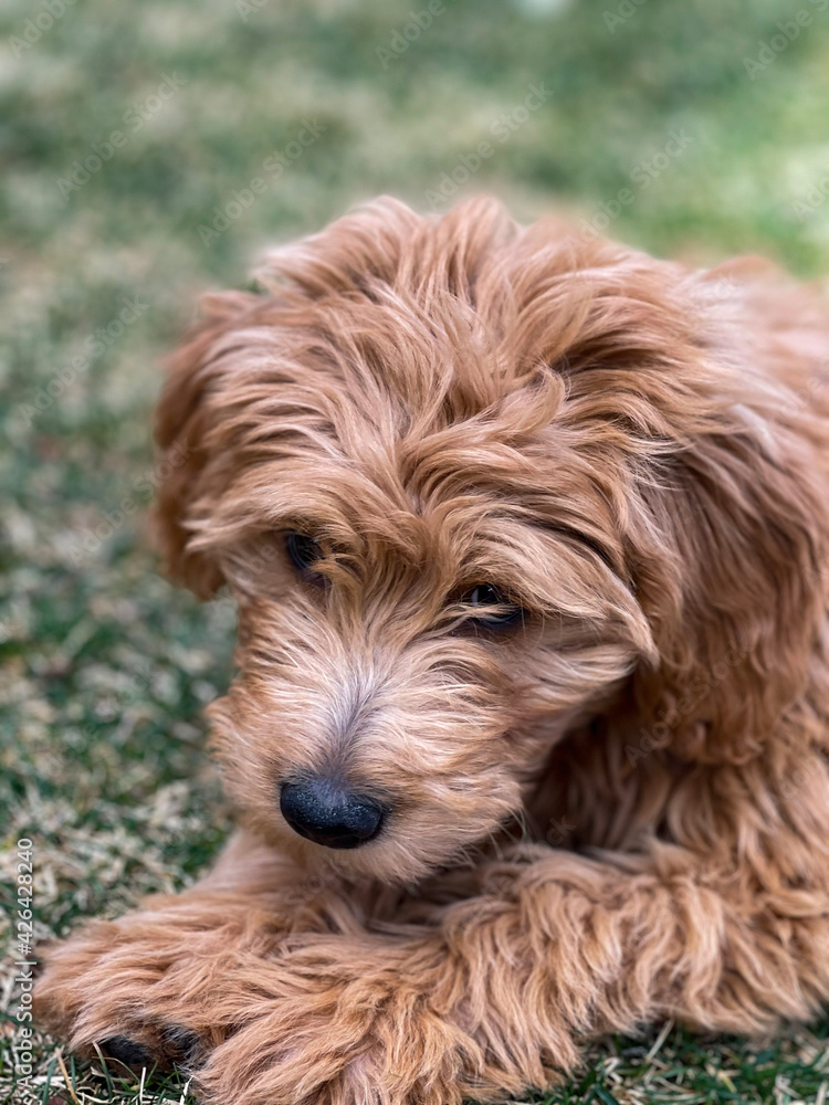 Golden doodle puppy Golden doodle puppy