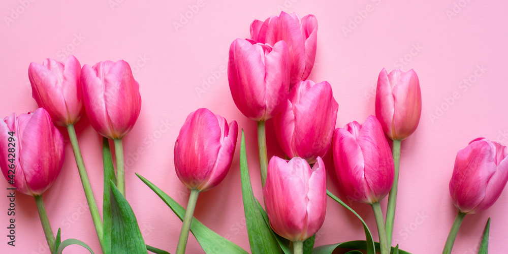 Obraz premium Fresh tulip flowers on a pink background. Bright spring background.